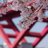 灘浜の河津桜
