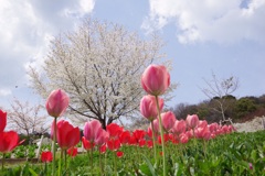 神戸布引ハーブ園
