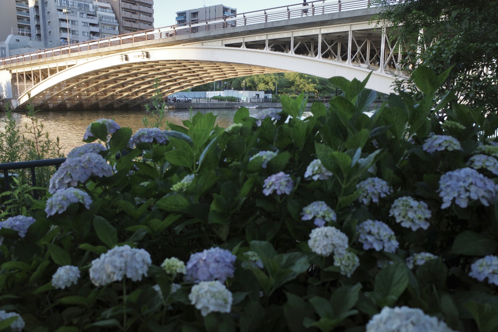 ６月の天神橋