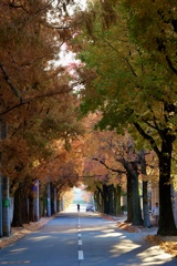 メタセコイヤ並木