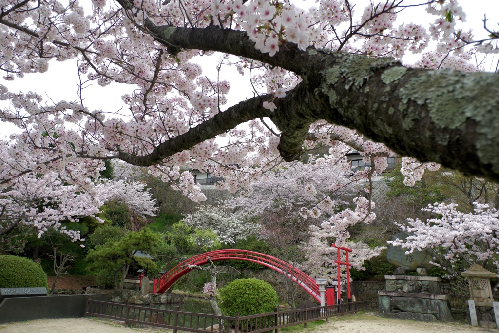 神呪寺の桜