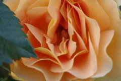 君に薔薇薔薇…という感じ