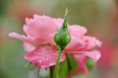 雫