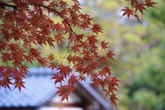 もみじ