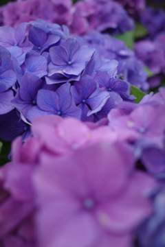 今日の紫陽花