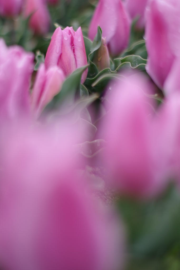 チューリップの季節