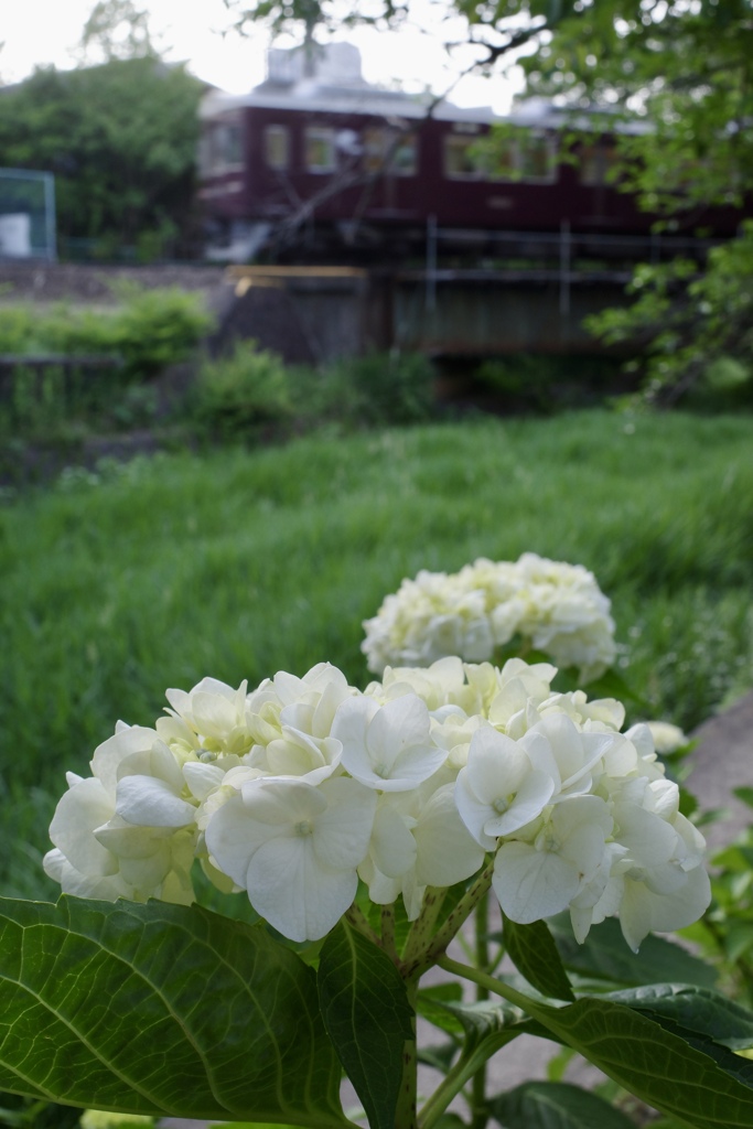 アジサイのキセツ