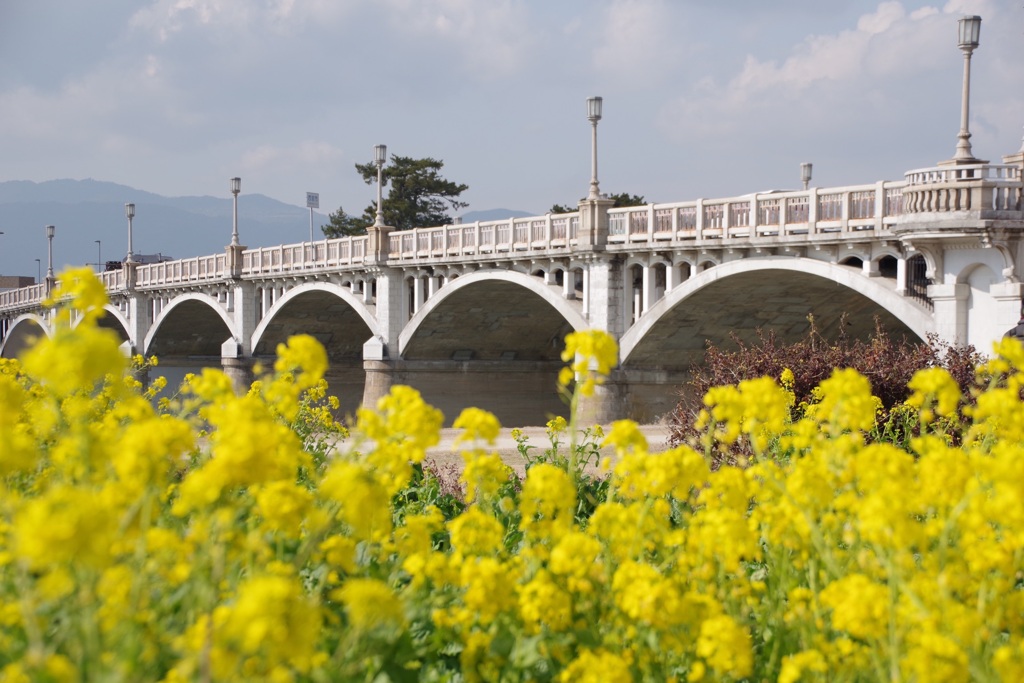 武庫大橋に菜の花