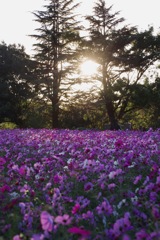 武庫川コスモス園