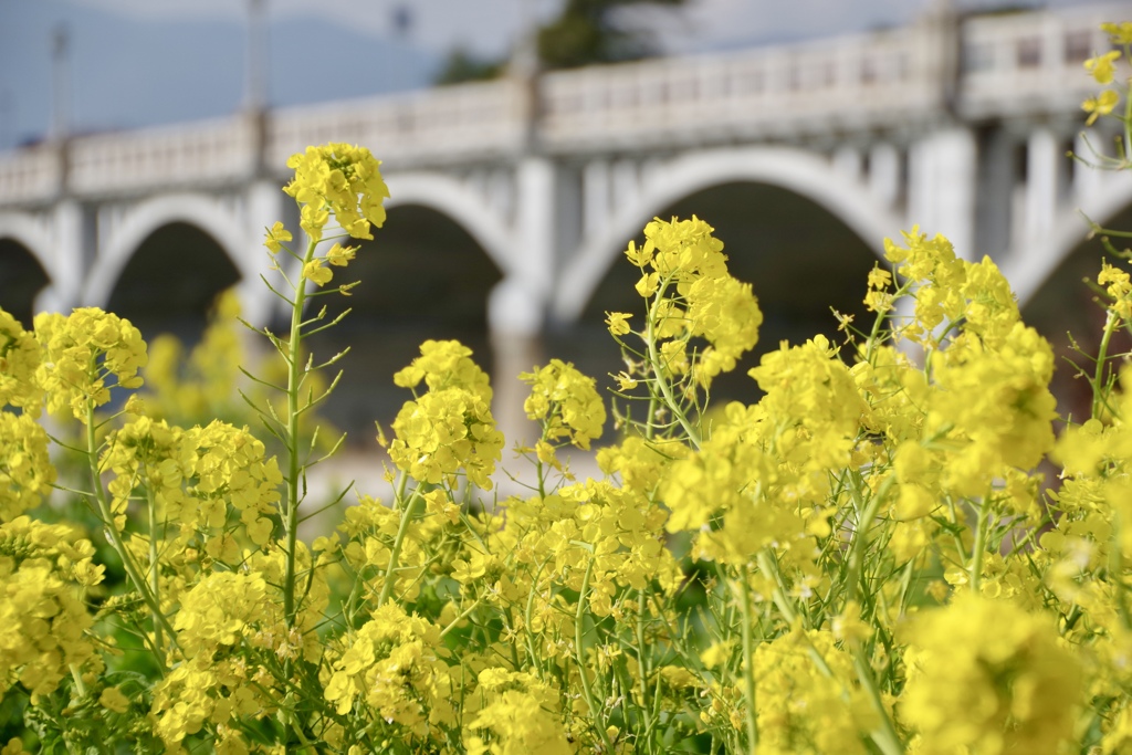 菜の花