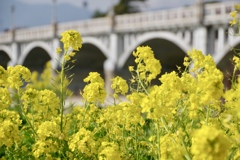 菜の花
