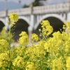 菜の花