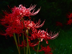 武庫川の彼岸花