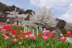 チューリップとサクラ