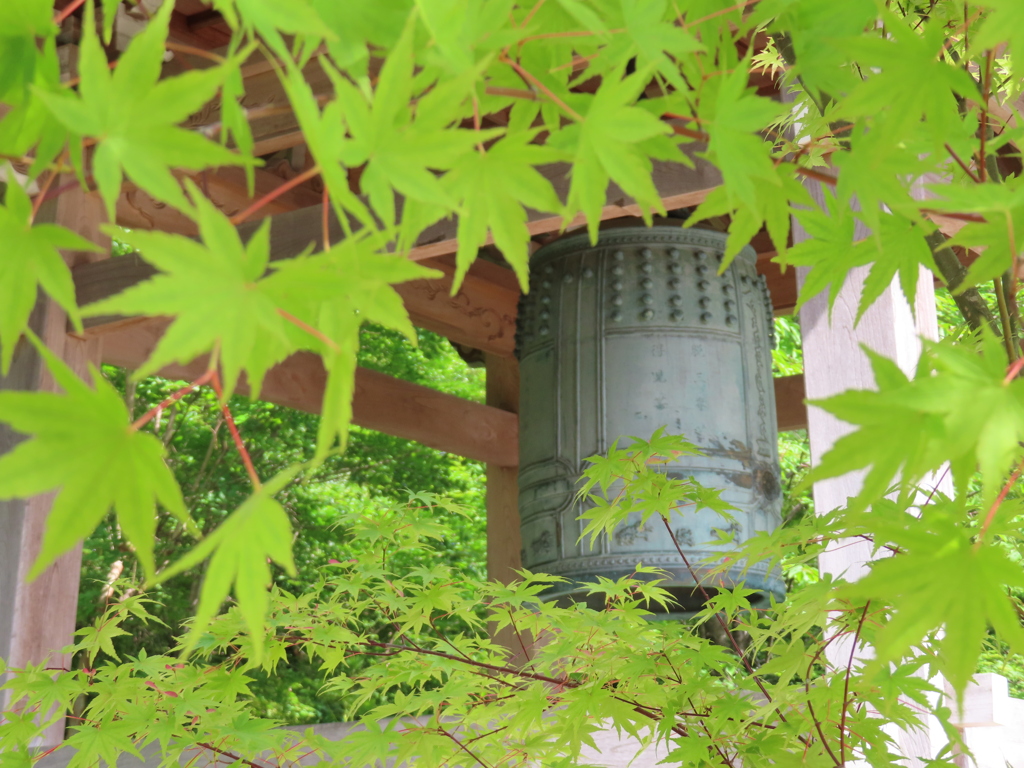 青もみじの季節
