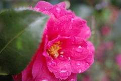 雨上がりの椿