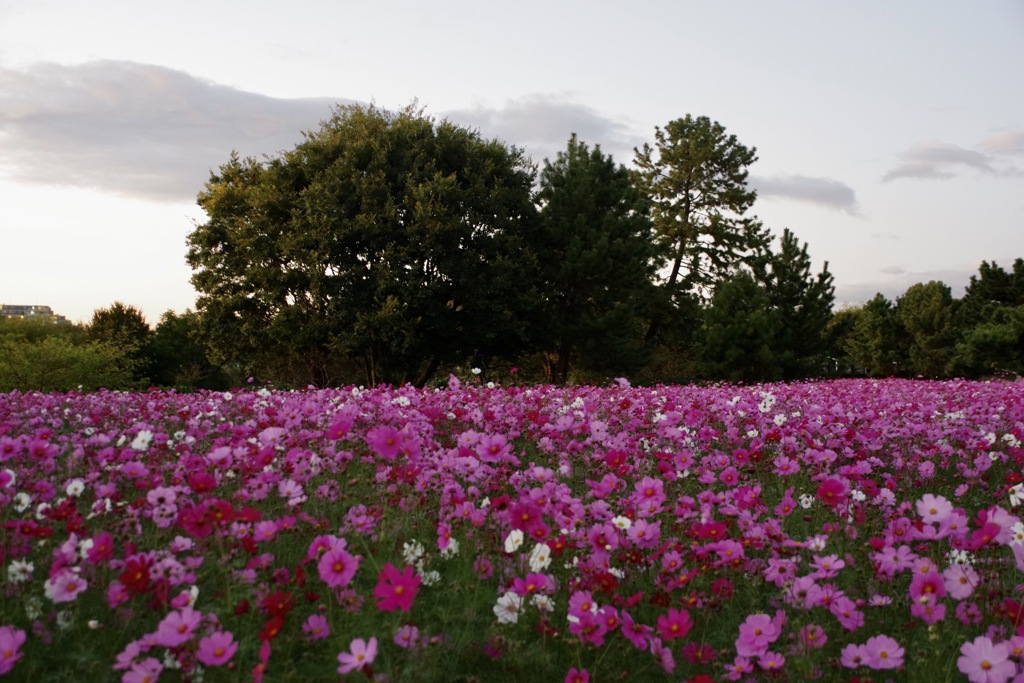 日没直後コスモス