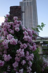 薔薇とタワマン