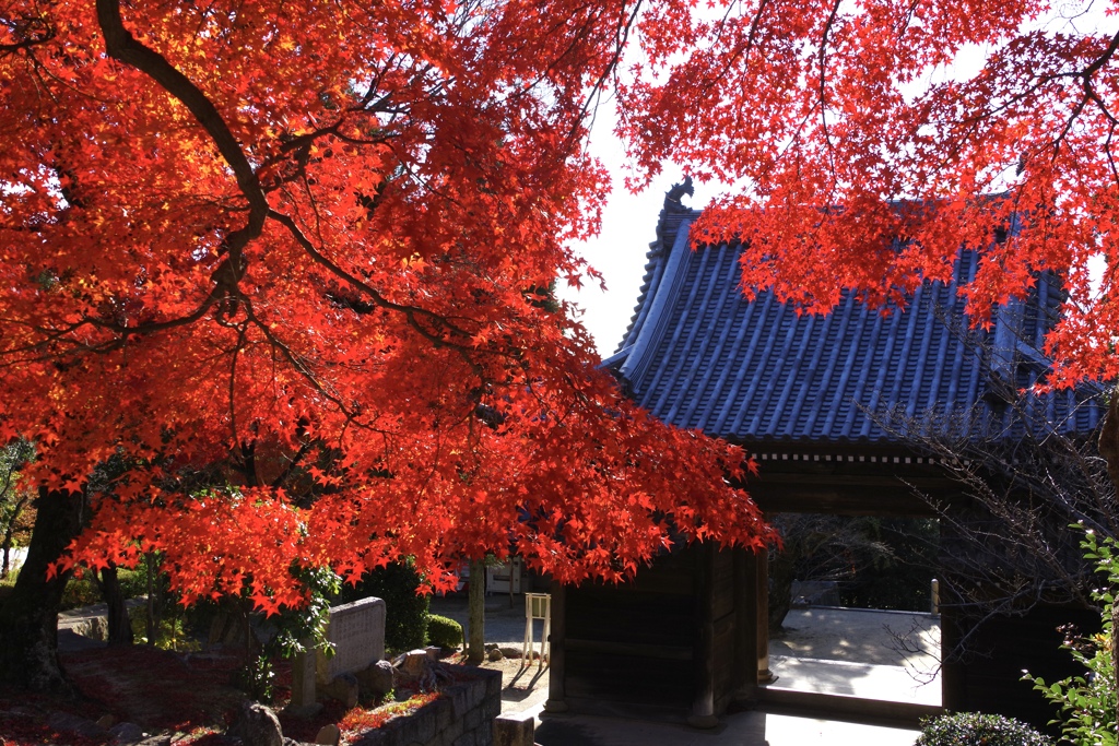 お寺の秋