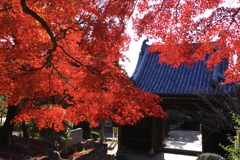 お寺の秋