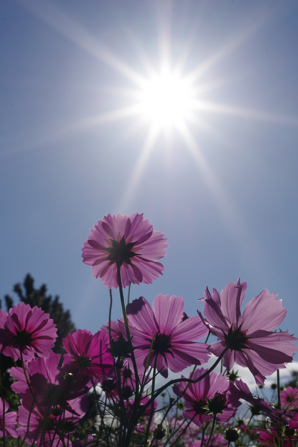 武庫川コスモス園