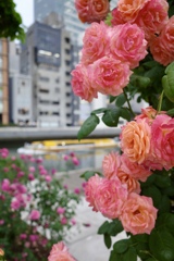 水の都大阪のバラ