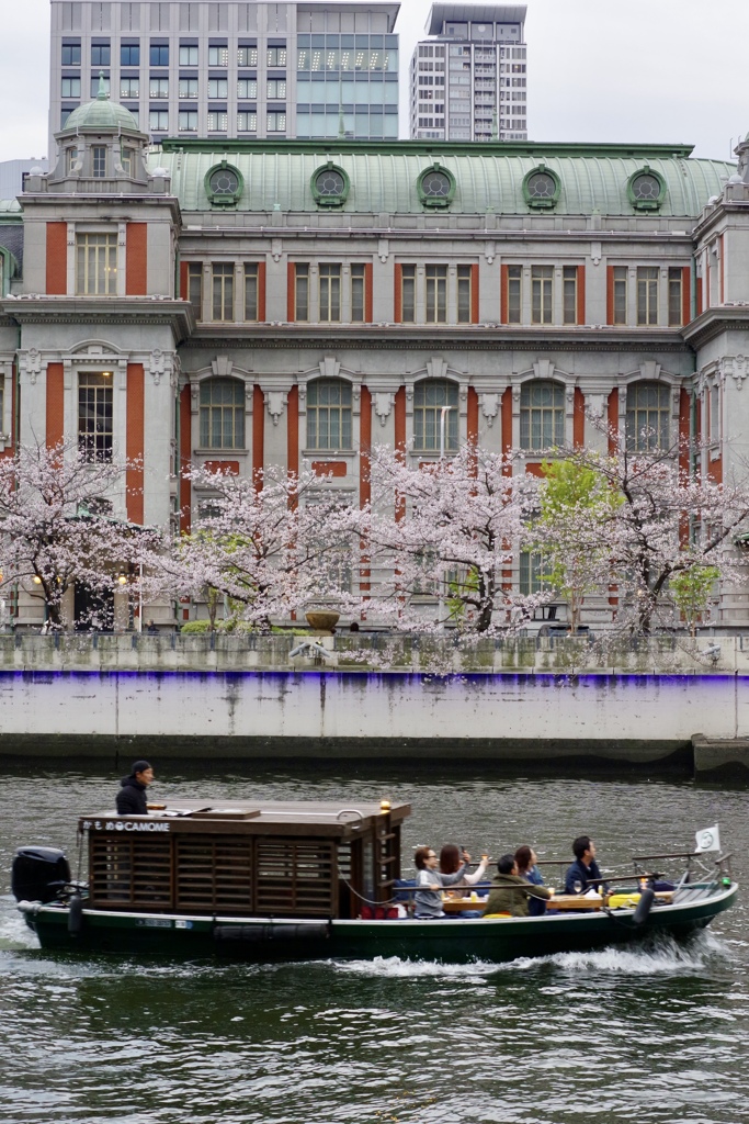 桜を見る舟