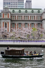 桜を見る舟
