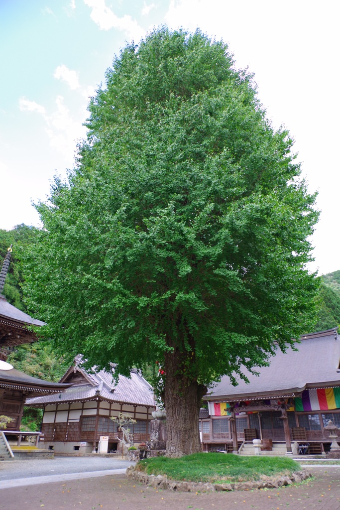 大きなイチョウ