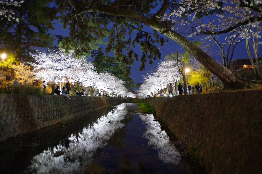 夙川夜桜ライトアップ
