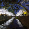 夙川夜桜ライトアップ