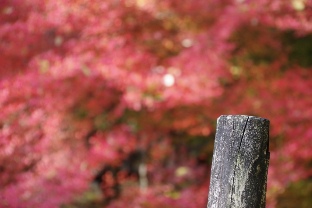 待ち遠しい紅葉