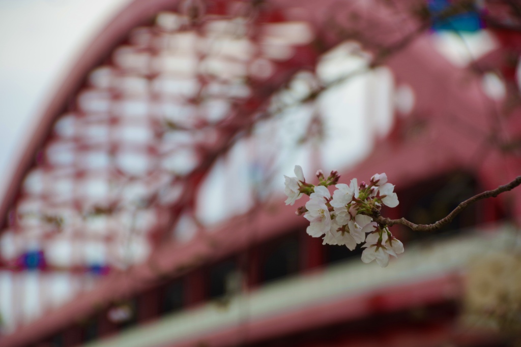 桜咲く