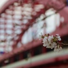 桜咲く