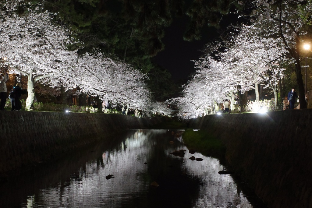 夙川夜桜