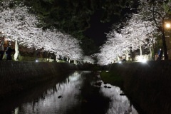 夙川夜桜