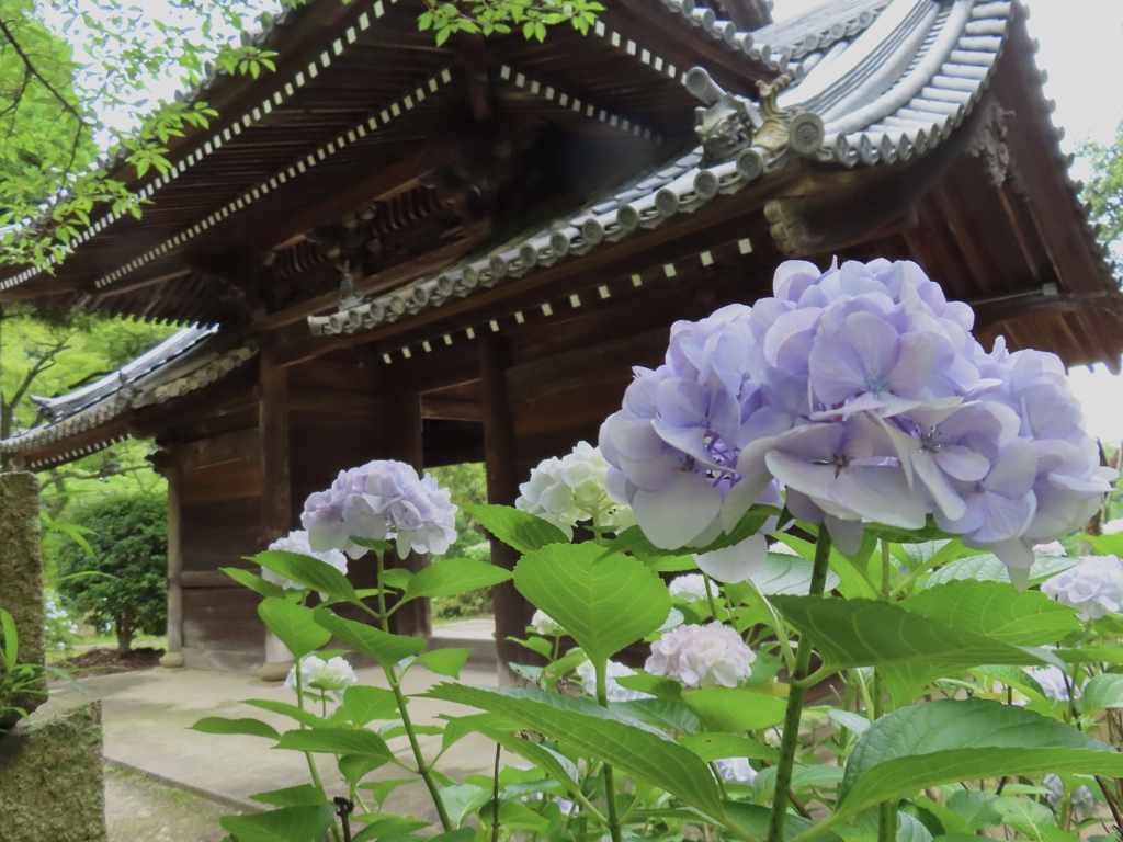 山門の紫陽花