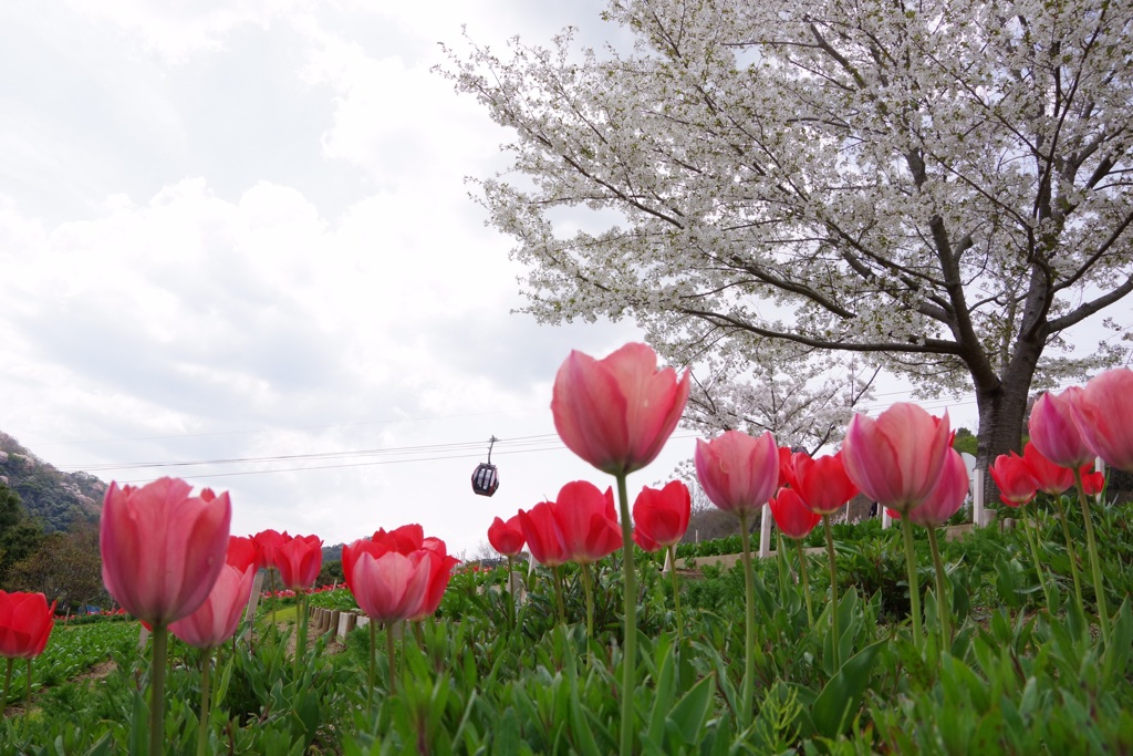 神戸布引ハーブ園