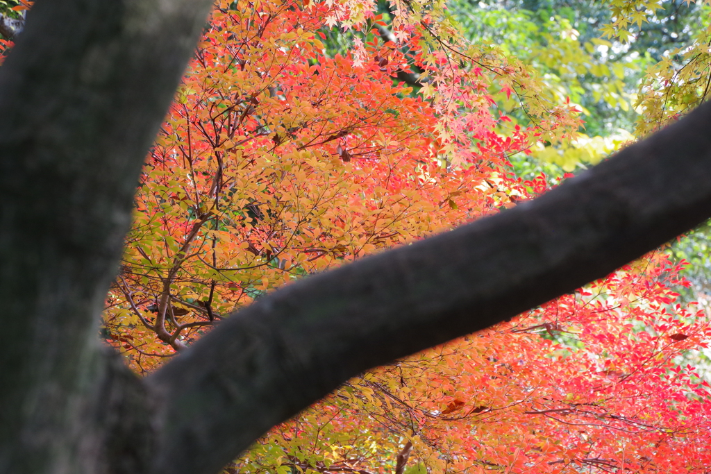 蔵出しの紅葉