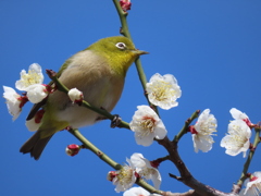 枝を枕にひと休み