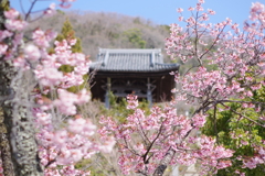 神呪寺の梅