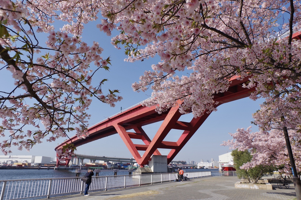 河津桜