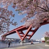 河津桜