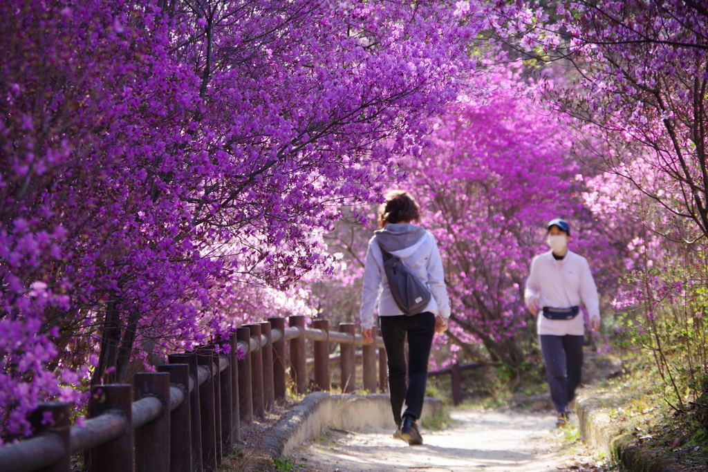 コバノミツバツツジ