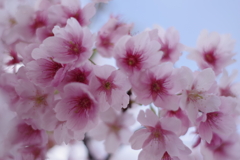 河津桜
