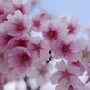 河津桜