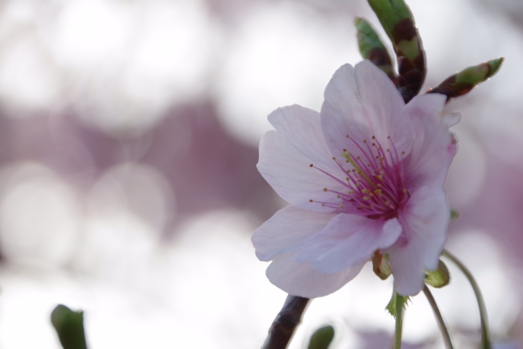 河津桜が咲いてました