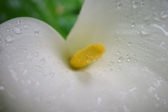 オランダカイウ