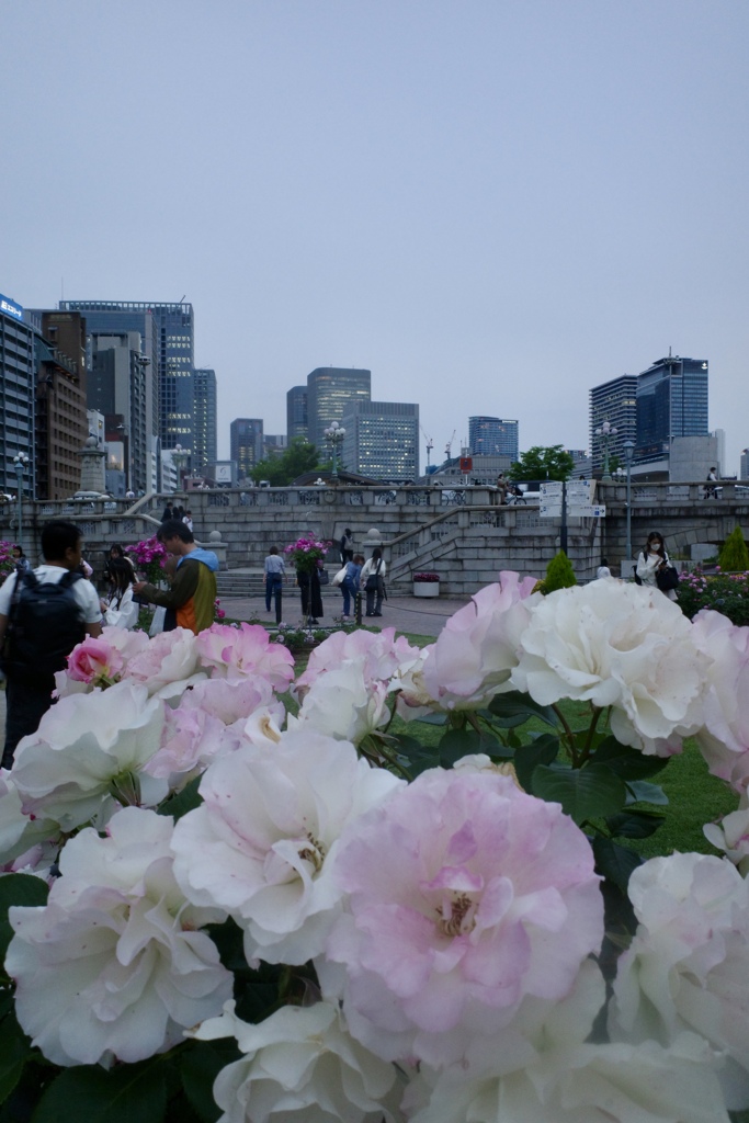 中之島バラ園
