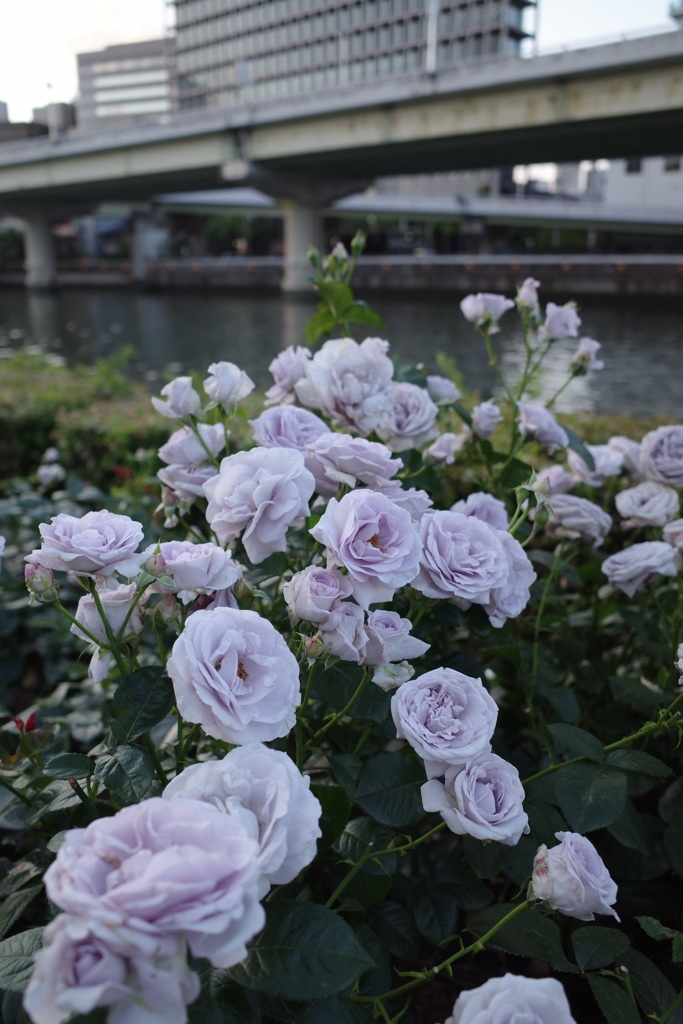バラと阪神高速